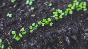 6 easy ways to reduce your carbon footprint today